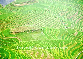 Dragon's Backbone Rice Terraces, Longsheng